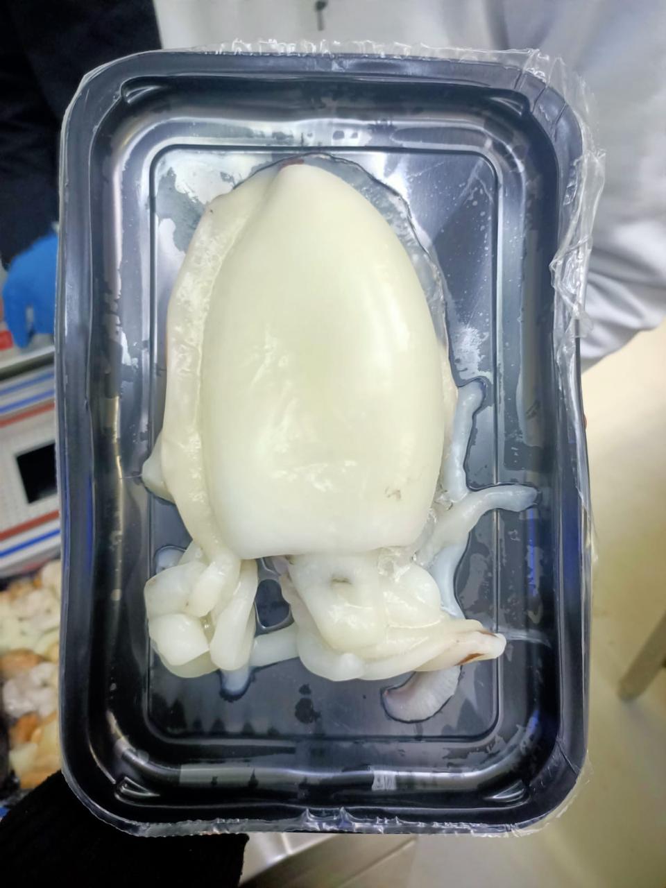 Octopus